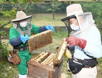 写真：ミツバチ教室2