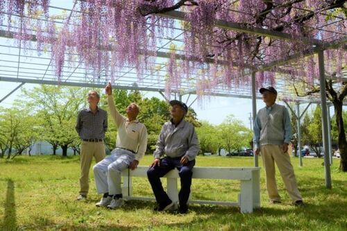 写真：神明神社境内地にある藤の花