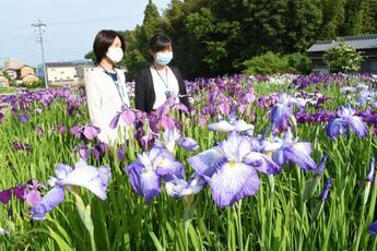 写真：織部の里公園の花菖蒲2