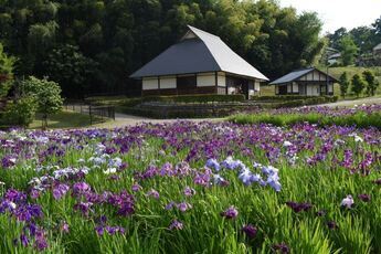 写真：織部の里公園の花菖蒲4