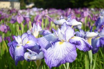 写真：織部の里公園の花菖蒲1