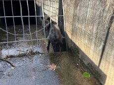 柵に挟まるカモシカ