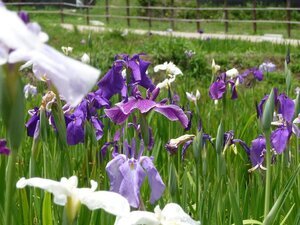 写真：菖蒲園