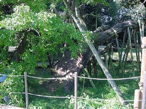 写真:白山神社のハナノキ