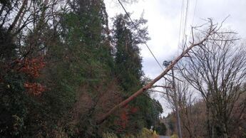 写真：電線にかかっている倒木