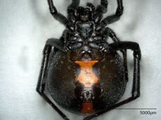写真：セアカゴケグモ腹面