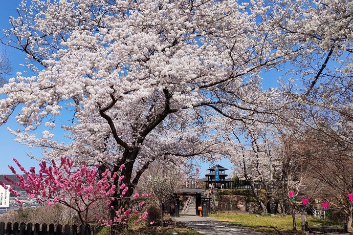土岐高山城の春の写真