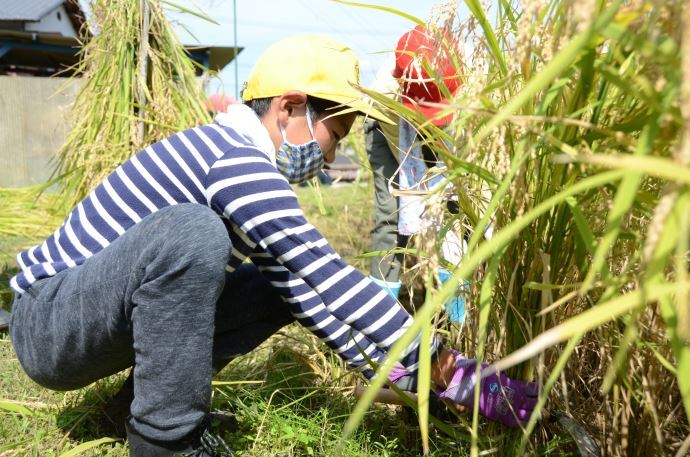 写真：駄知小学校 稲刈りの様子1