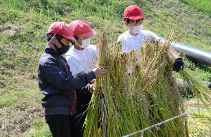 写真：駄知小学校 稲刈りの様子3