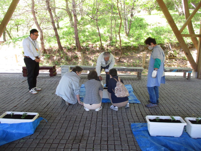 グリーンカーテンの様子2枚目です。