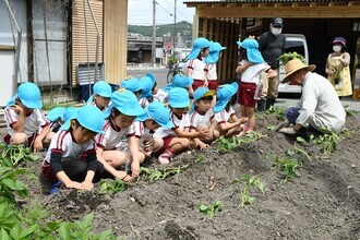 サツマイモの苗植え