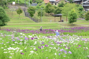 写真：織部の里公園花菖蒲