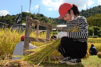 写真：稲をしばる