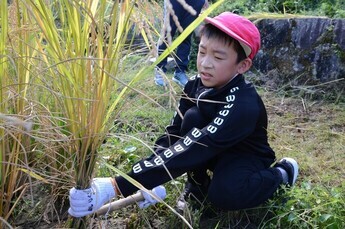 写真：稲刈り