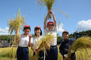 写真：稲刈り