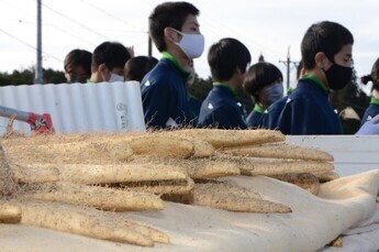 写真：自然薯の山