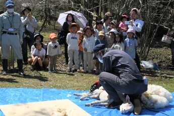 毛刈りを見物する親子連れ