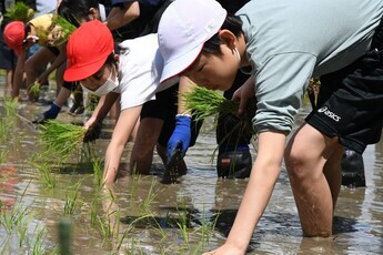 田植え