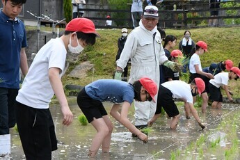 田植え