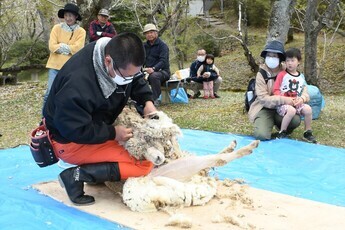 羊の毛刈り