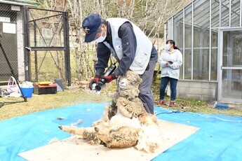 羊の毛刈り
