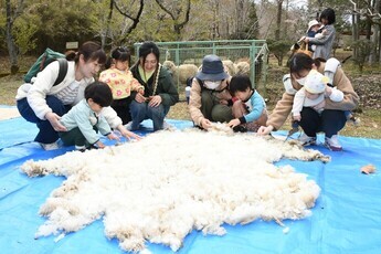 羊の毛刈り