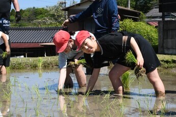 田植え体験