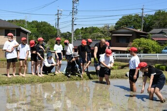 田植え体験