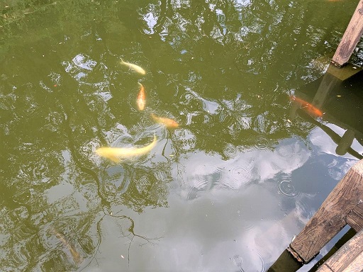 高山公園池