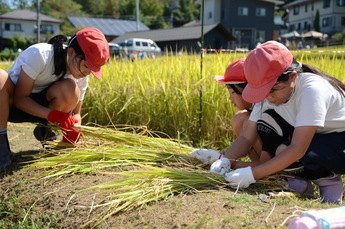 写真：稲刈り