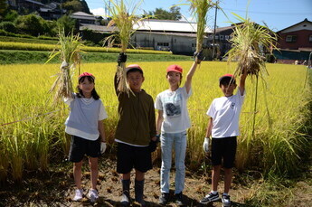 写真：稲刈り