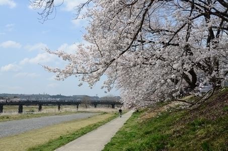 写真:堤防の桜並木道