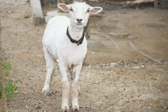 ヒツジの毛刈り