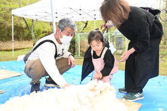 ヒツジの毛刈り