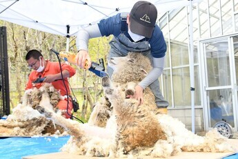 ヒツジの毛刈り
