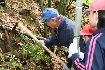 タケノコ掘り体験