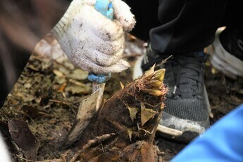 タケノコ掘り体験