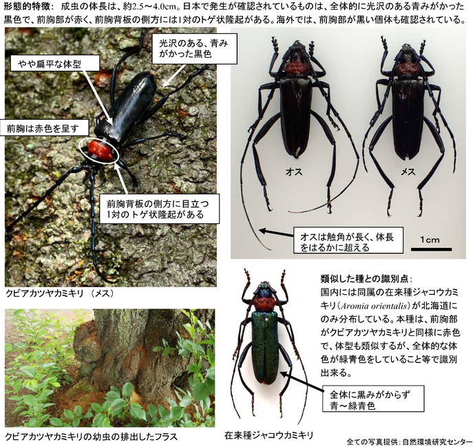 クビアカツヤカミキリの特徴